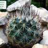 Turbinicarpus _mandragora_ ssp.beguinii_ 01